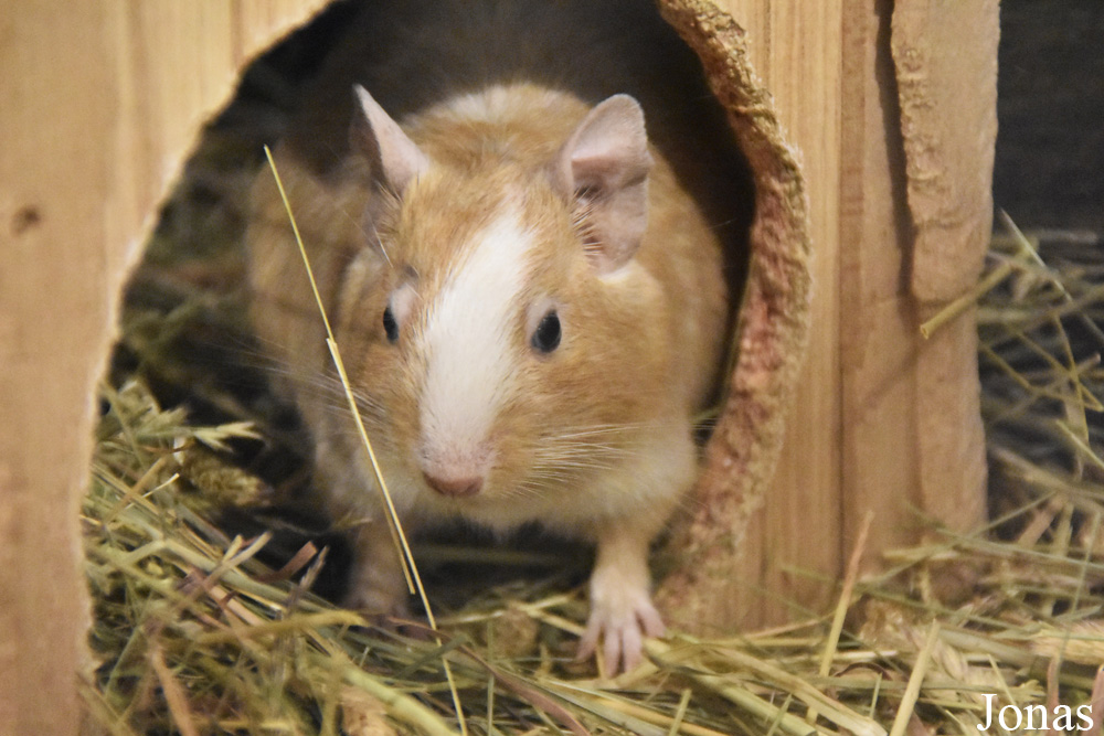 Octodon degus