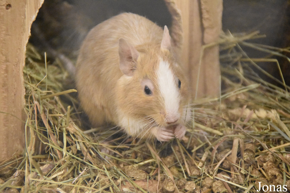 Octodon degus