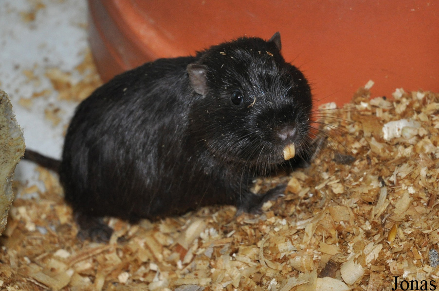 Spalacopus cyanus