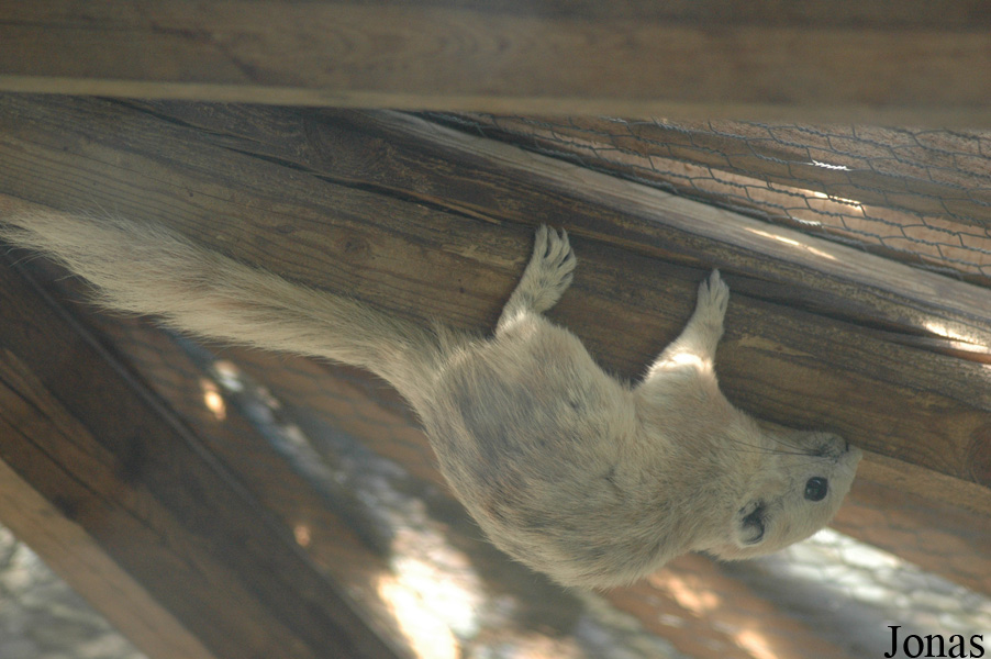 Callosciurus erythraeus thaiwanensis