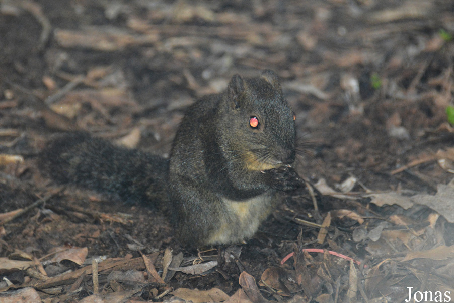 Dremomys pernyi owstoni
