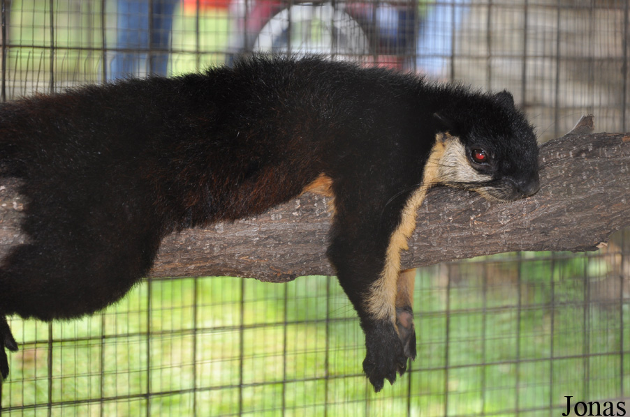 Ratufa bicolor