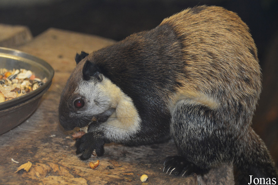 Ratufa bicolor bicolor