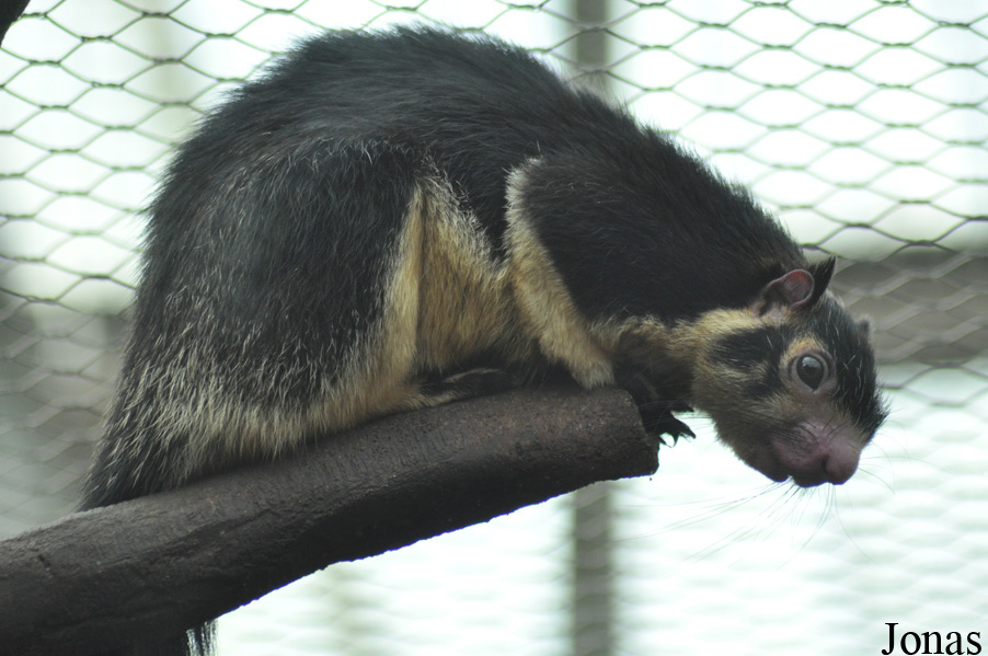 Ratufa macroura