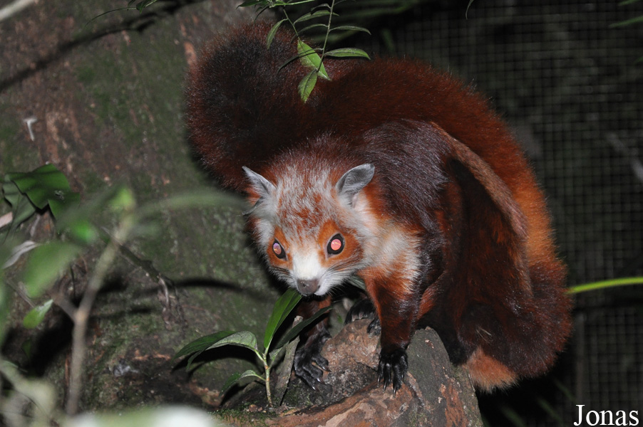 Petaurista alborufus