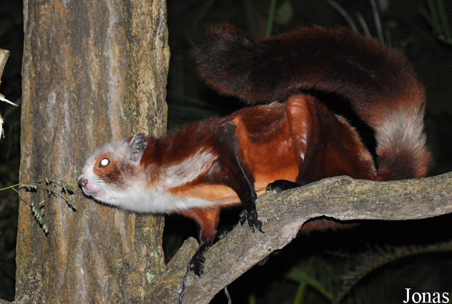 Petaurista alborufus