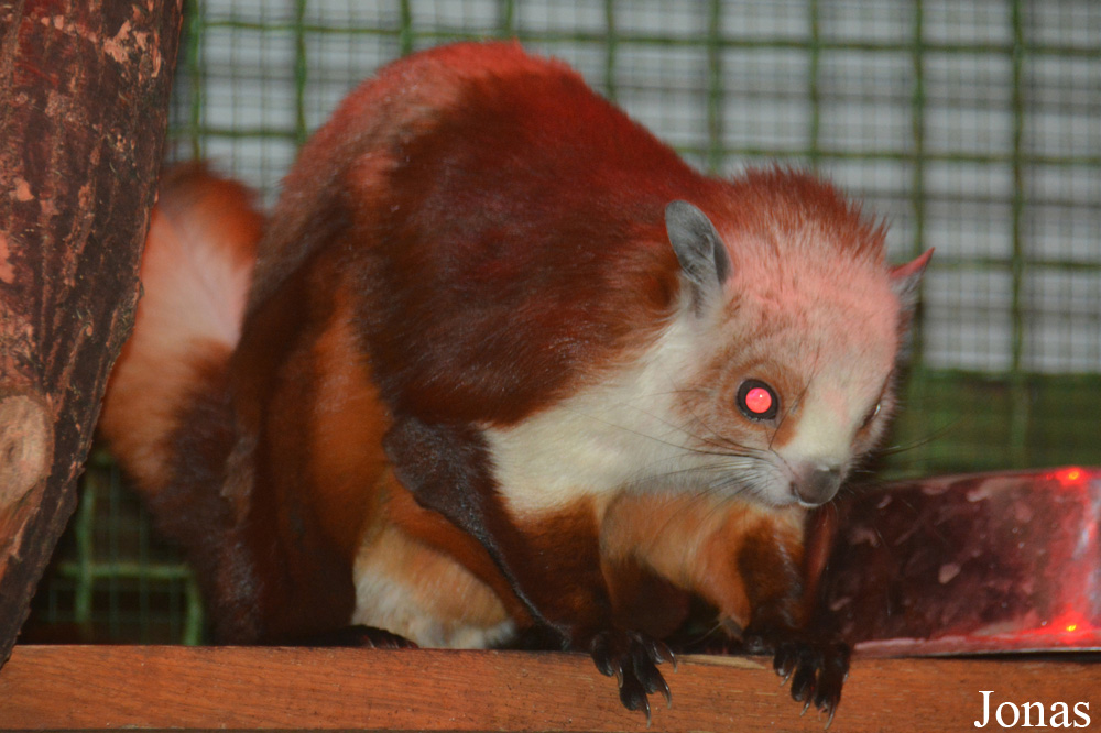 Petaurista alborufus