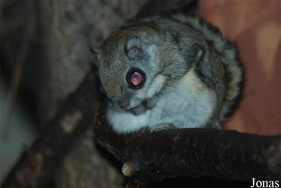 Pteromys volans volans