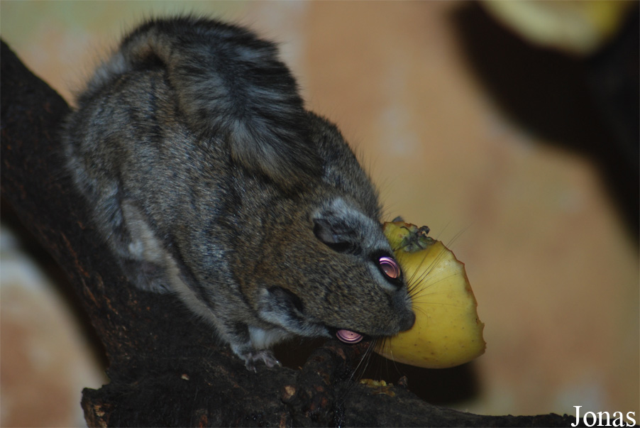 Pteromys volans volans