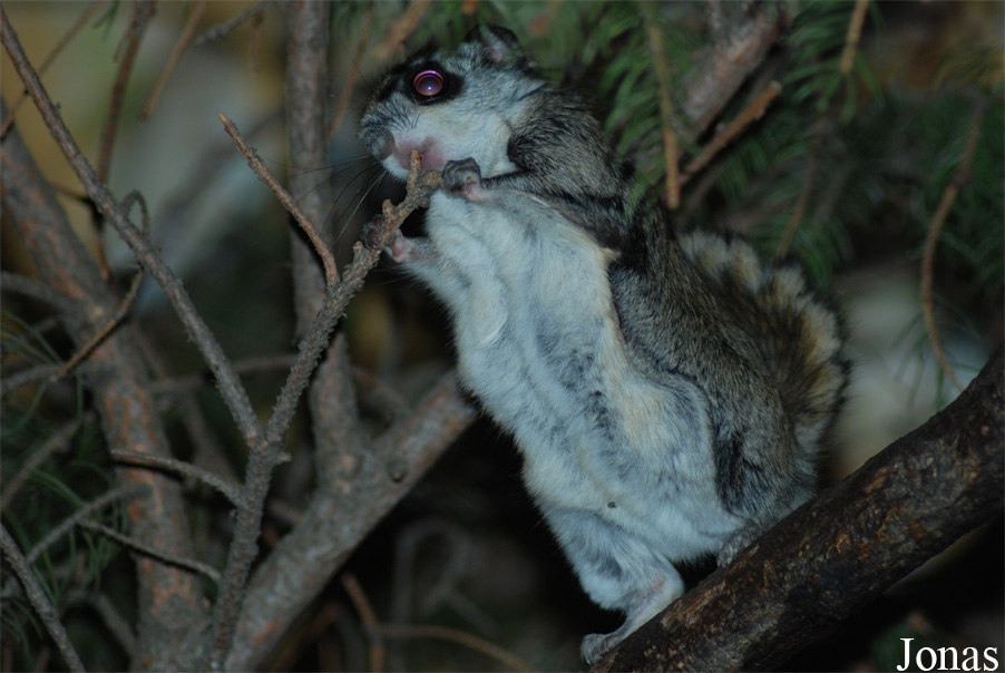 Pteromys volans volans