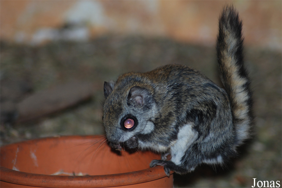 Pteromys volans volans