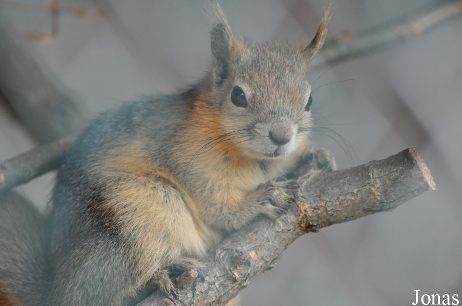 Sciurus anomalus