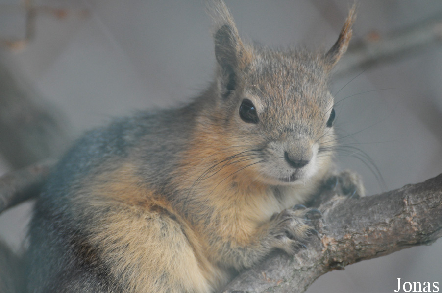 Sciurus anomalus