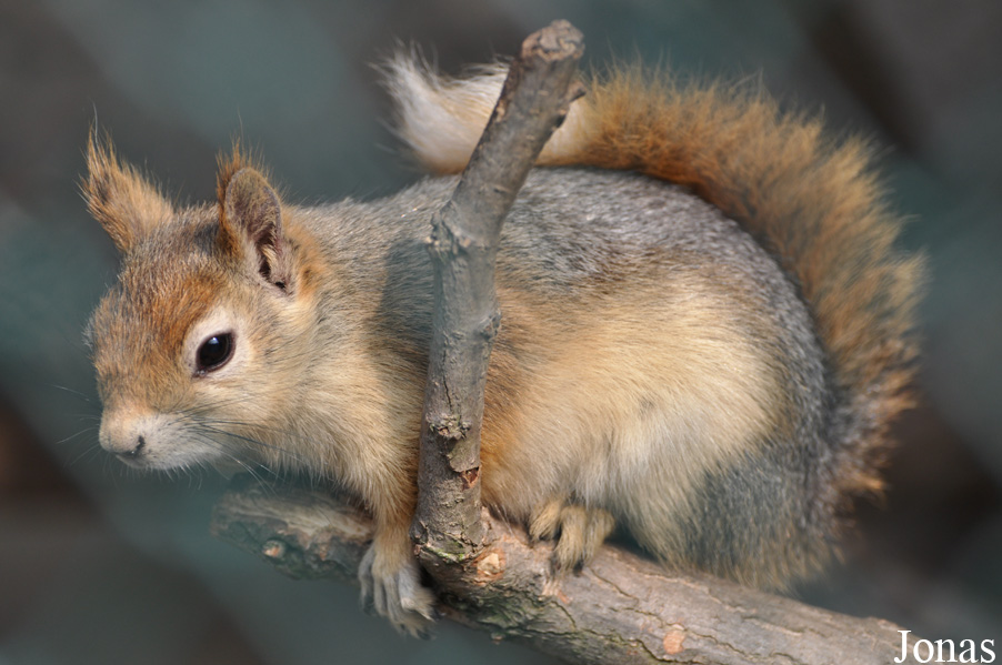 Sciurus anomalus
