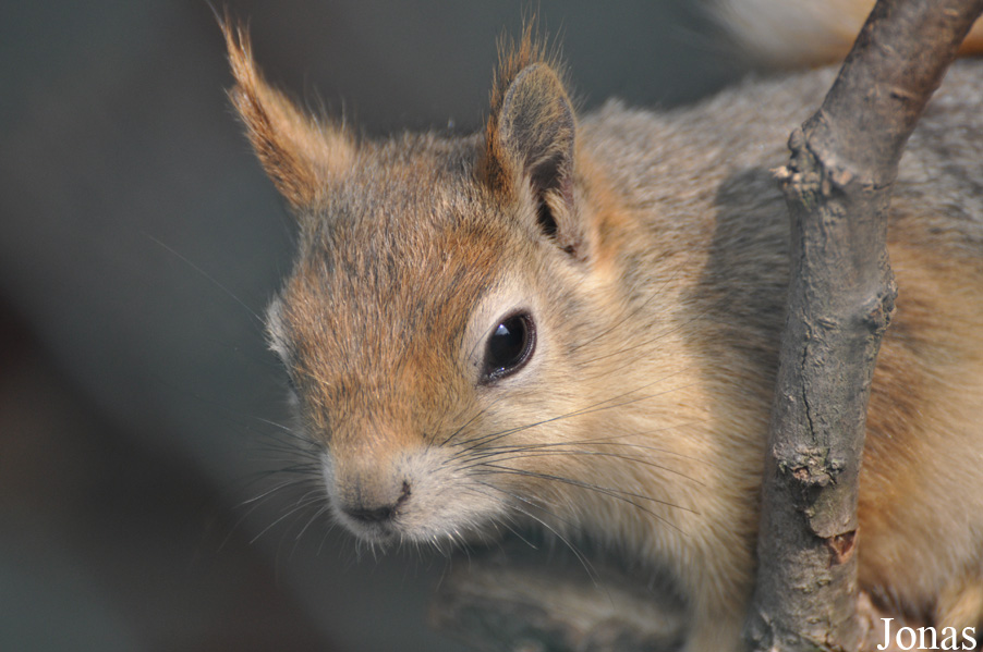 Sciurus anomalus