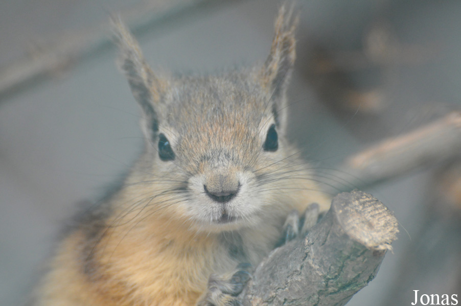Sciurus anomalus