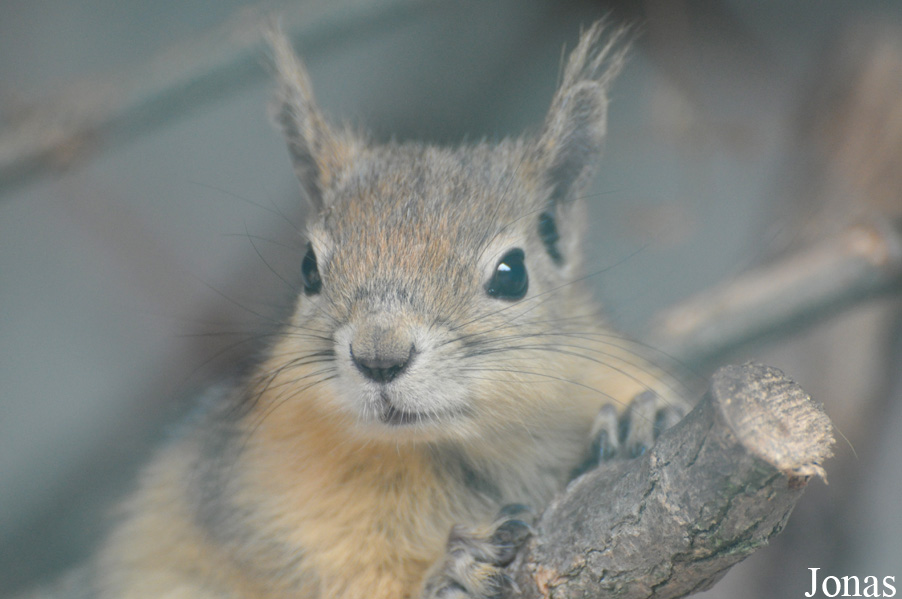 Sciurus anomalus