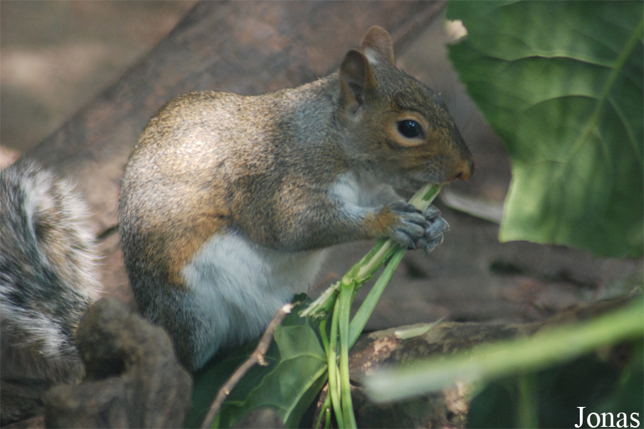 Sciurus carolinensis