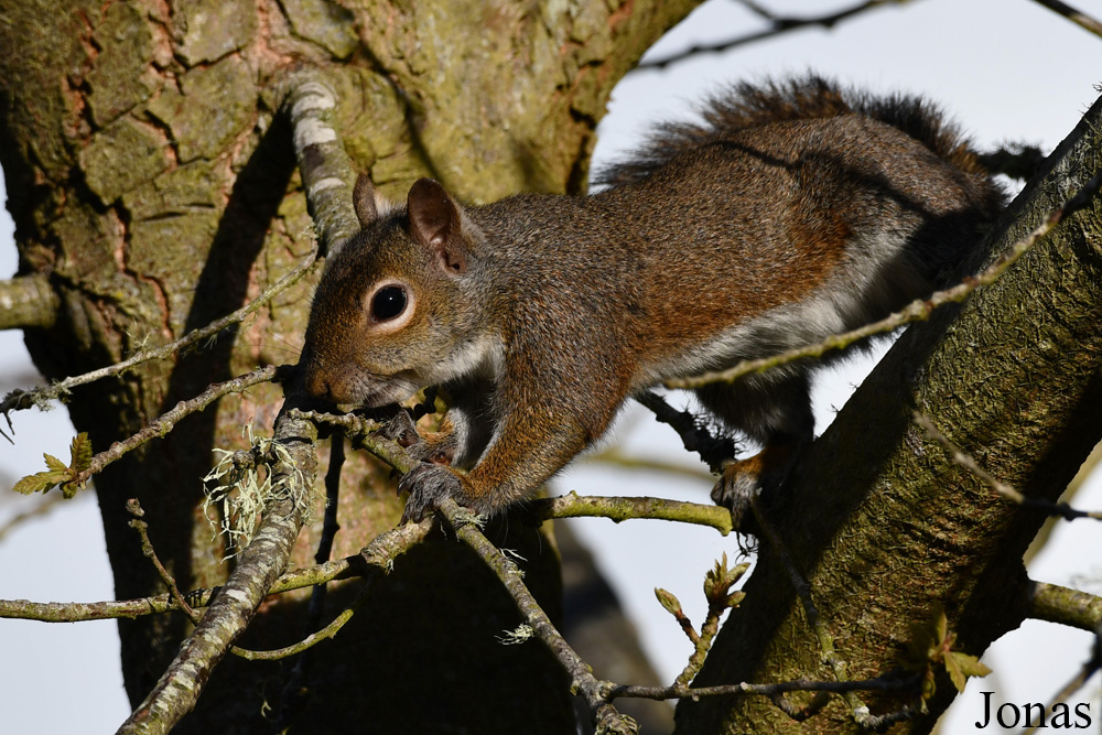 Sciurus carolinensis / Golden Gate Park / Visualiser dans la Galerie animalière