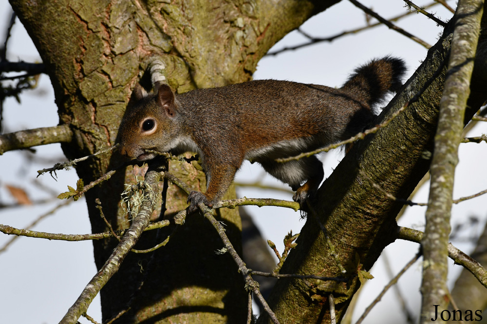 Sciurus carolinensis / Golden Gate Park / Visualiser dans la Galerie animalière