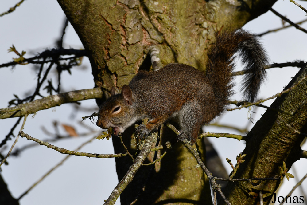 Sciurus carolinensis / Golden Gate Park / Visualiser dans la Galerie animalière