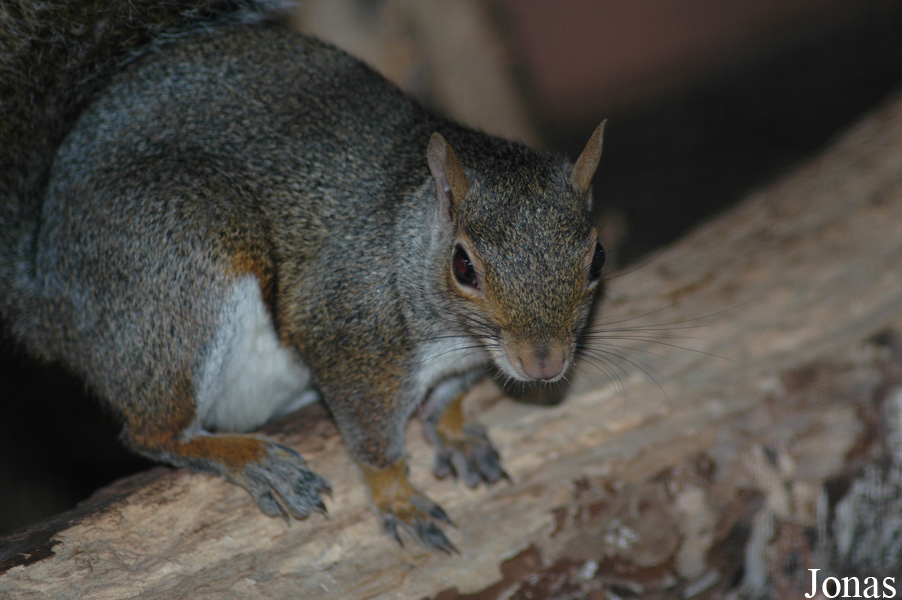 Sciurus carolinensis