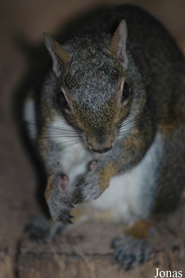 Sciurus carolinensis