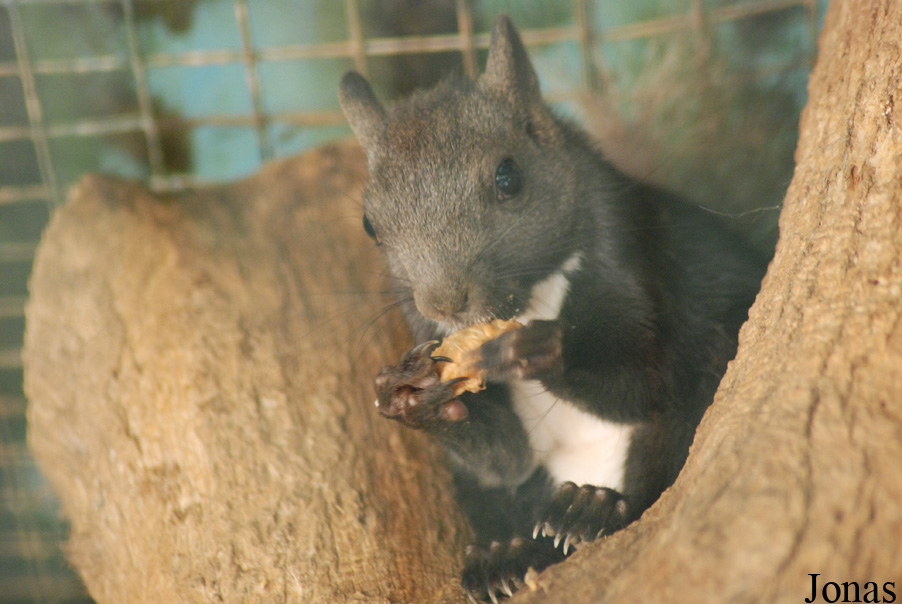 Sciurus lis