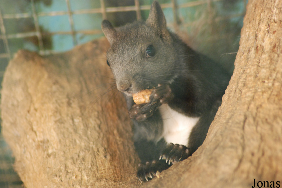 Sciurus lis
