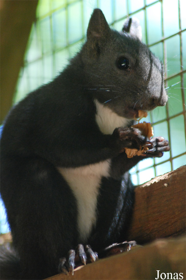 Sciurus lis