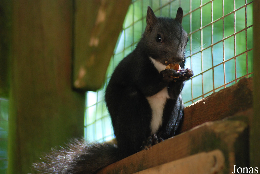 Sciurus lis