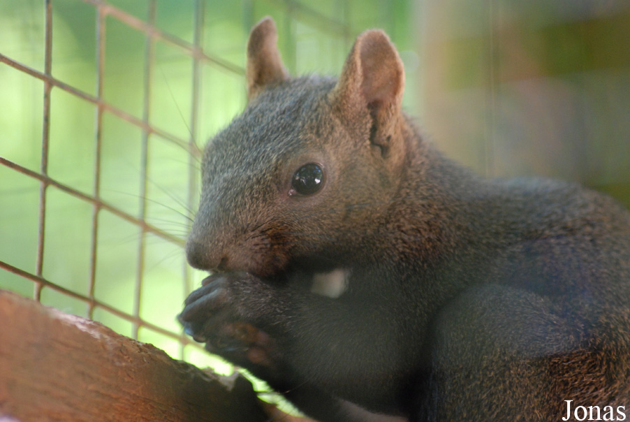 Sciurus lis