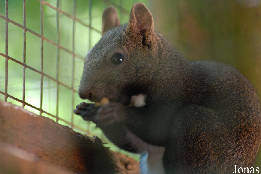 Sciurus lis
