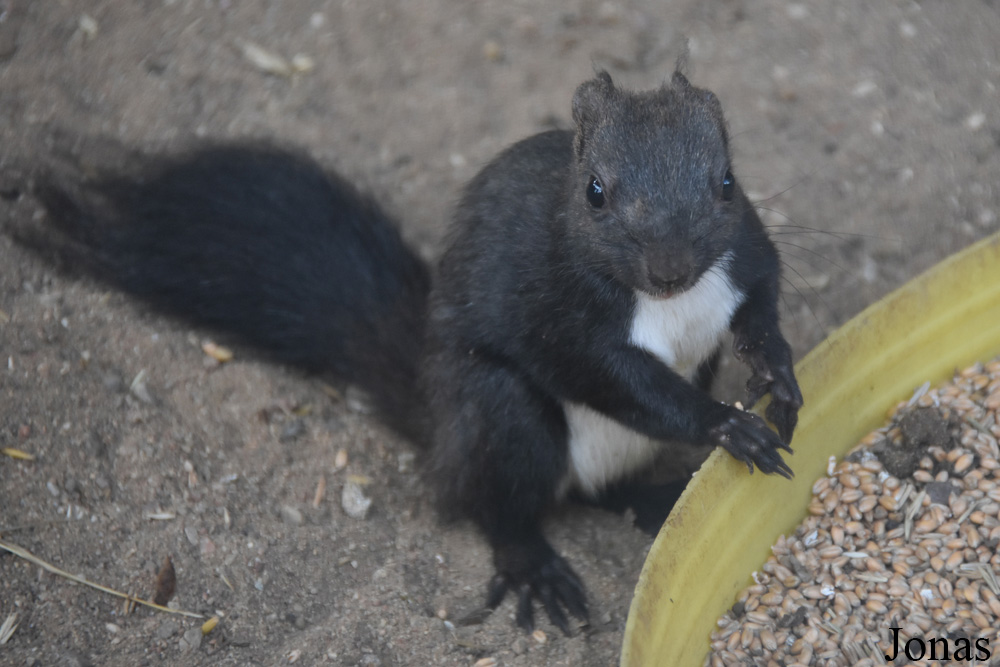 Sciurus lis