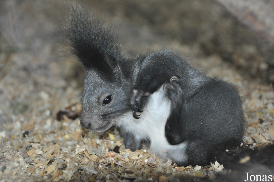 Sciurus vulgaris