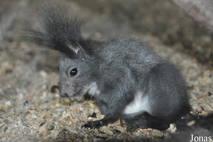 Sciurus vulgaris