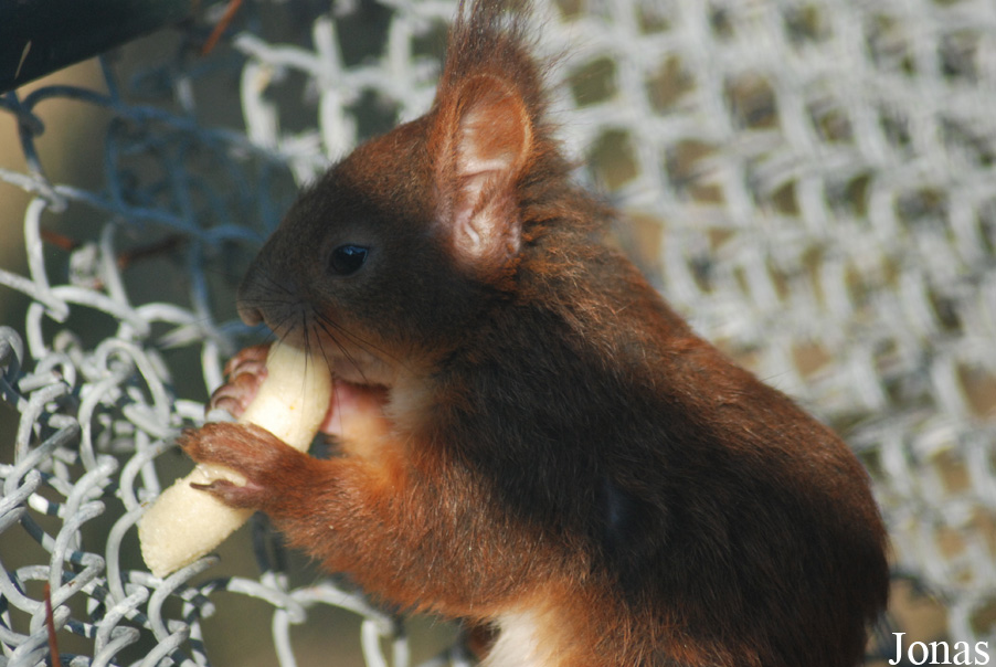 Sciurus vulgaris