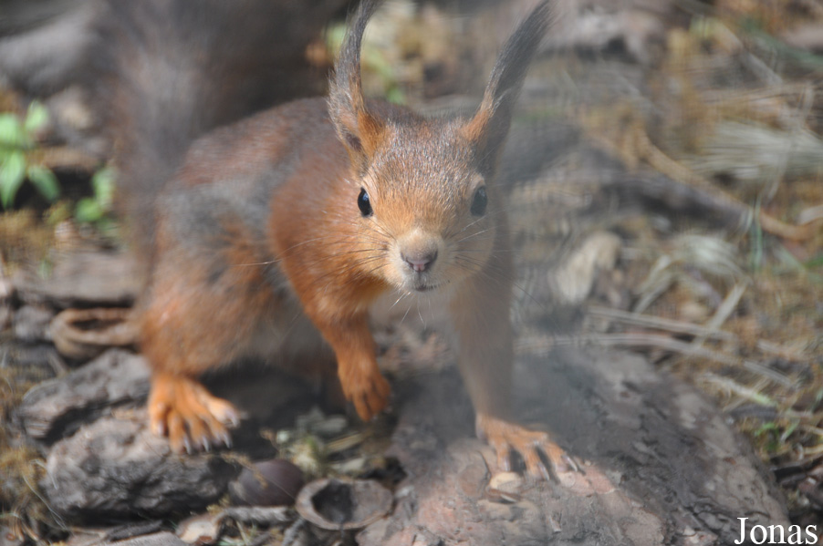 Sciurus vulgaris