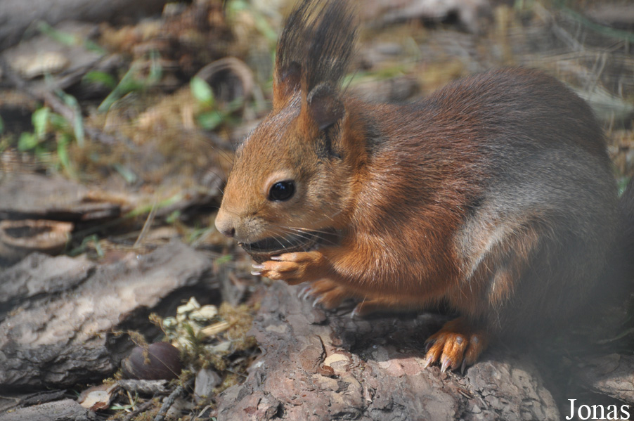 Sciurus vulgaris