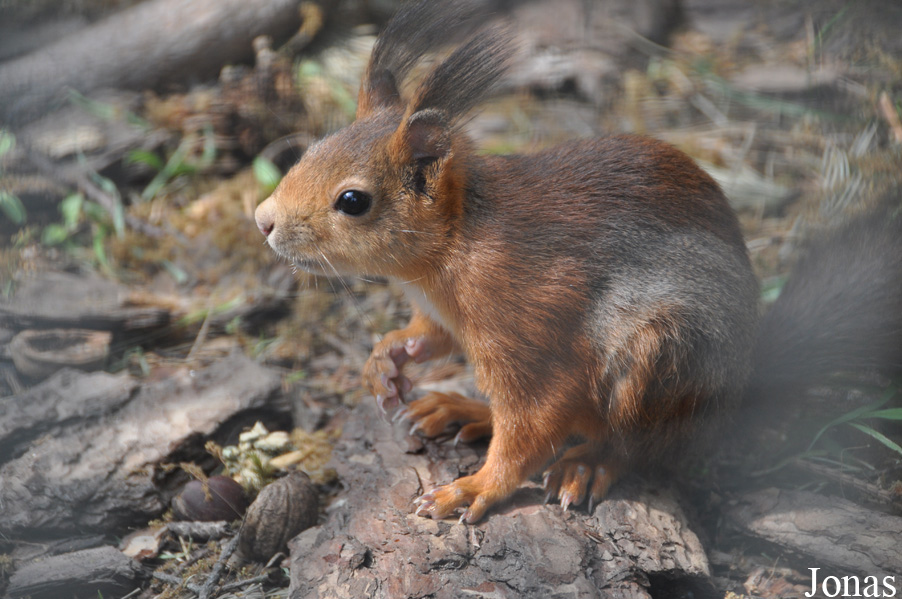 Sciurus vulgaris