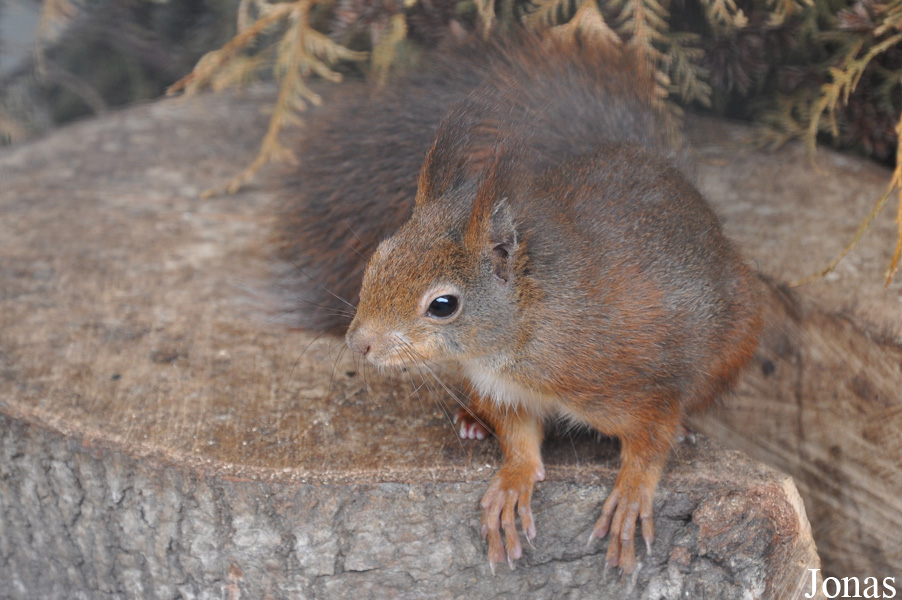 Sciurus vulgaris exalbidus