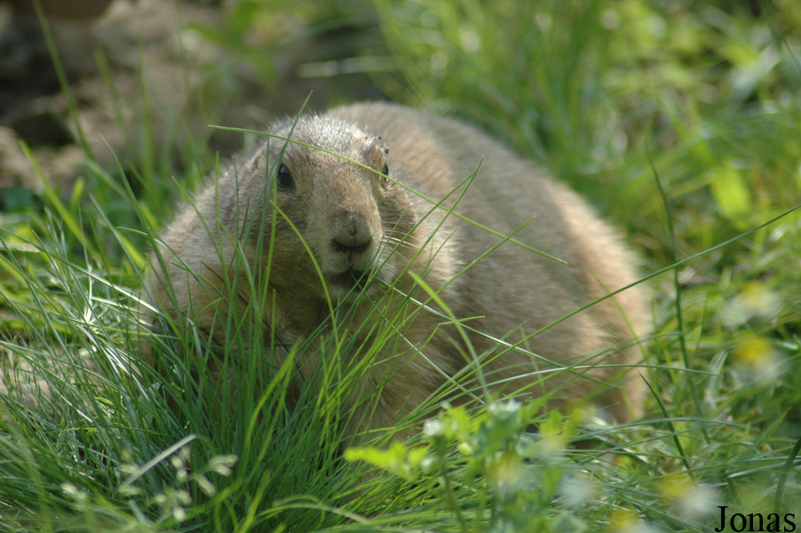 Cynomys ludovicianus