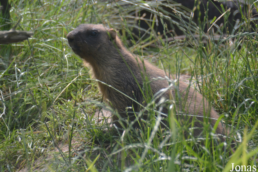 Marmota bobak