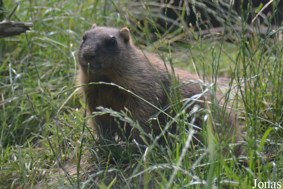 Marmota bobak
