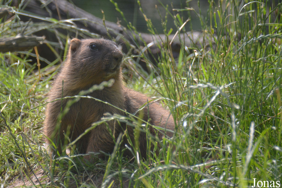 Marmota bobak