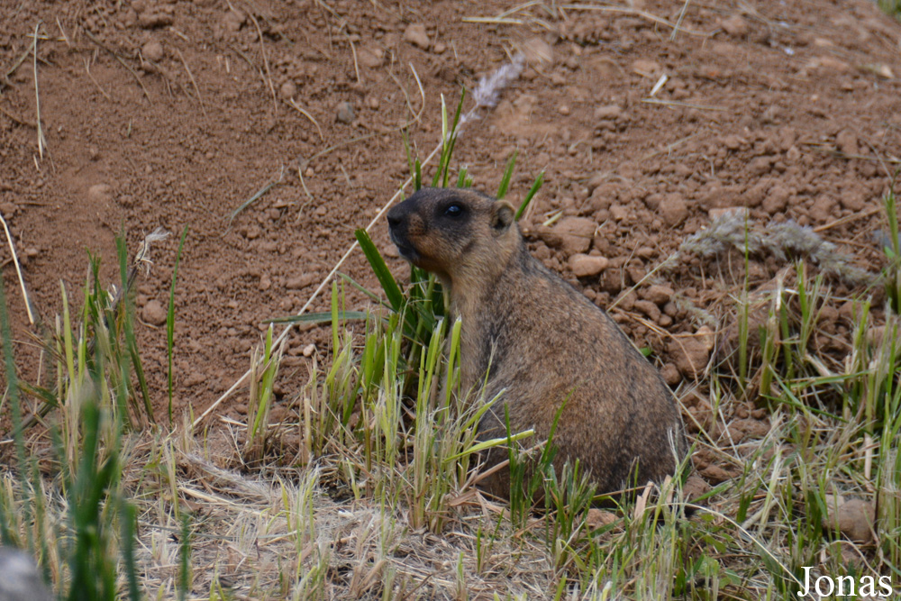 Marmota bobak