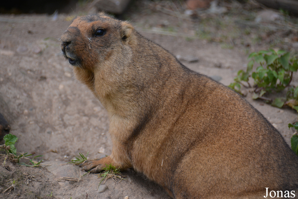 Marmota bobak