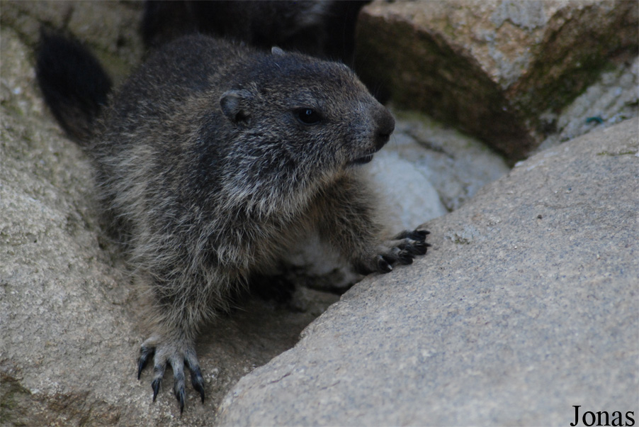 Marmota marmota