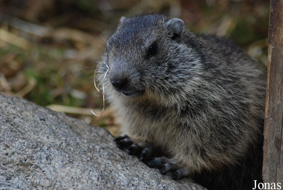 Marmota marmota