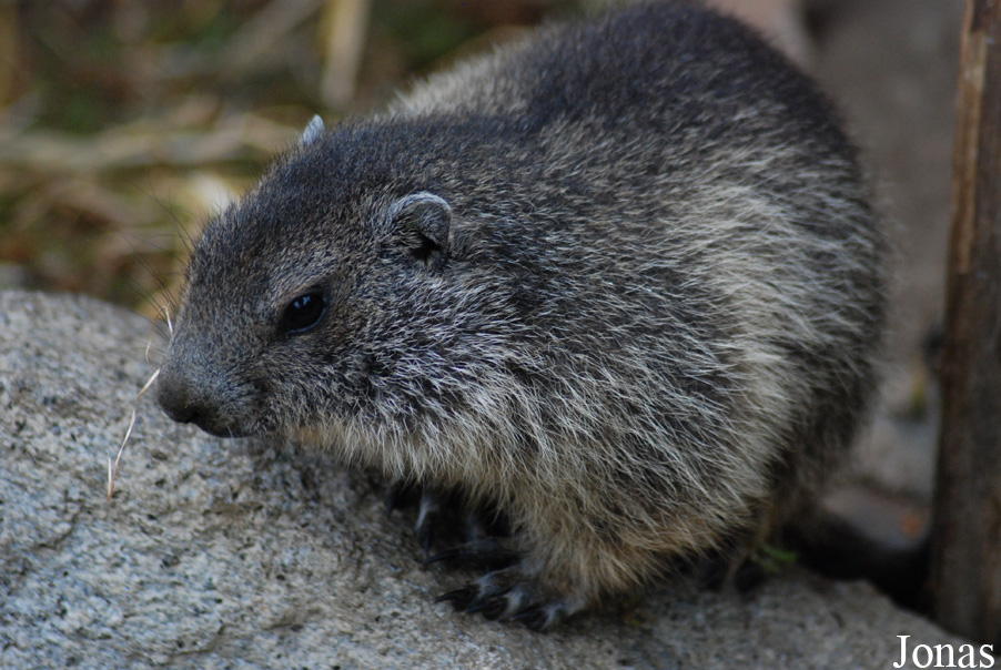Marmota marmota